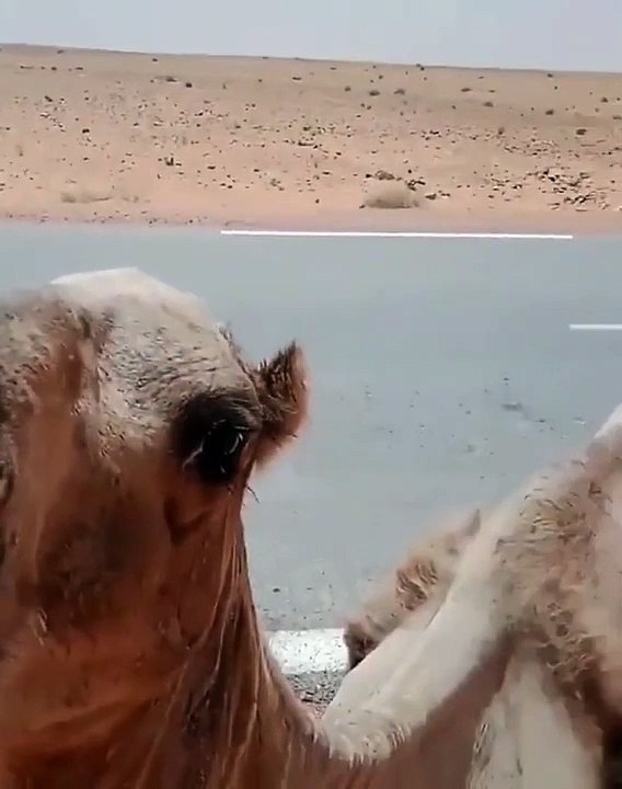 Il donne à boire à un pauvre dromadaire assoiffé