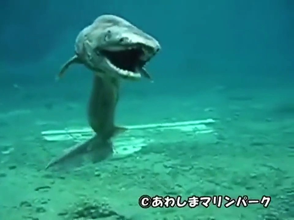 Un requin très bizarre filmé dans les fonds marins...