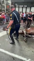 Un cheval fait un malaise à New York alors qu'il tirait une calèche de touriste pendant la canicule