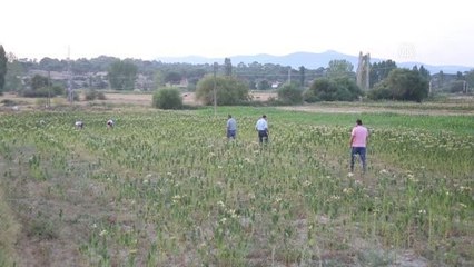 Sulama imkanı bulunmayan tarlalarda tütün üretimi yapılıyor