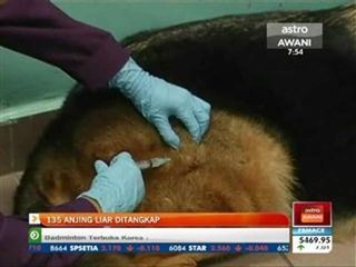 135 anjing liar ditangkap