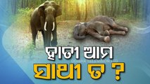 World Elephant Day | Jumbo tragedy in Odisha- Sharp spike in elephant deaths in State | Spl Story