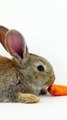 Pet Rabbit Eating Carrot Asmrin #india #yt #youtubeshort #trending #turkey #us #canada