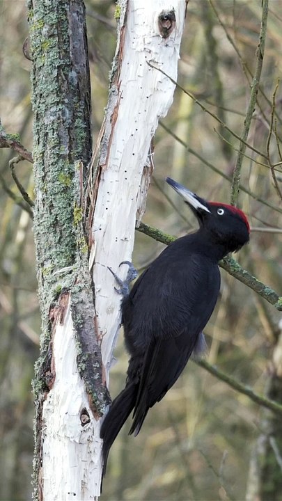 Woodpecker Pecking ASMR #india #yt #youtubeshort #trending #turkey #us #canada