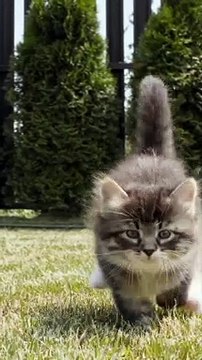 Surprised Me #india #yt #youtubeshort #trending #turkey #us #canada #saudia #iran #pk #natural #bohpal #birds