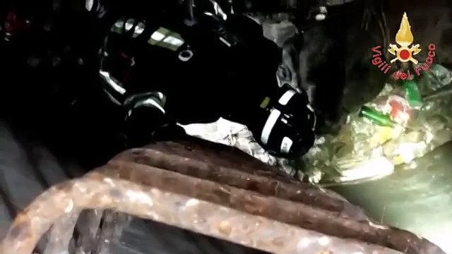 Catanzaro, salvato anziano Labrador caduto all'interno di un pozzo