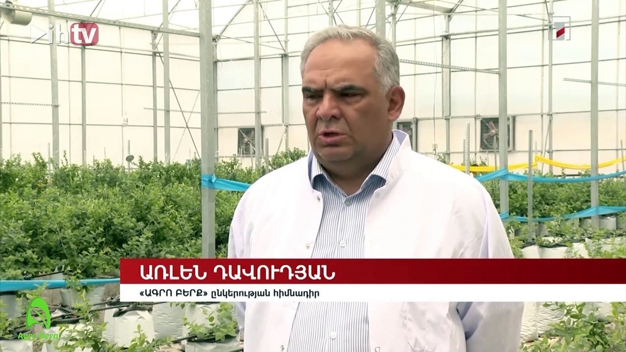 The first blueberry greenhouse in Armenia-Agro Berq