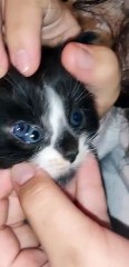 Un gato con 3 ojos