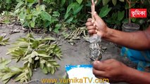 100% Result guava grafting techniques ।_পেয়ারাগাছে গুটি কলম করার পদ্ধতি । Guava Arraying 100% result