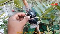 How To Grow Guava From Air Layering | Guava Tree Air Layering | পেয়ারা গাছে গুটি কলম করার পদ্ধতি  | Vumika TV