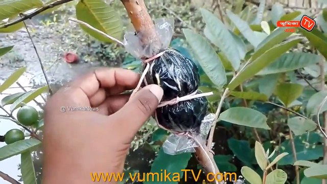 How To Grow Guava From Air Layering | Guava Tree Air Layering | পেয়ারা গাছে গুটি কলম করার পদ্ধতি | Vumika TV
