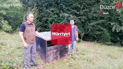 Bakan Kirişci: Tedavisi tamamlanan ‘Balkız’ yuvasına döndü