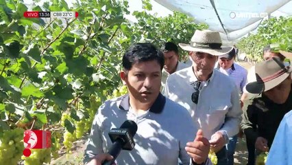 La uva de Saipina quiere conquistar a los hogares de todo el país  (2)