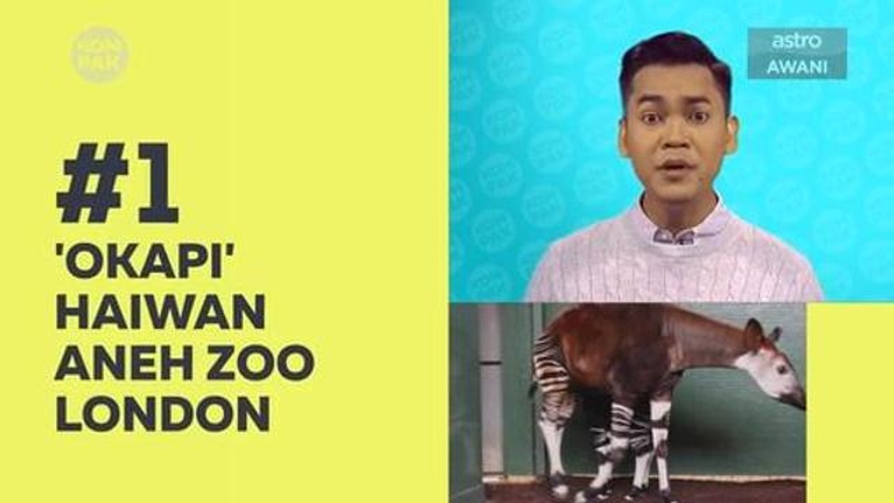 Kompak (Episod 250): 'Okapi' haiwan aneh Zoo London