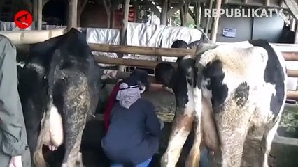 Pemerintah Terus Upayakan Pemerataan Vaksinasi PMK