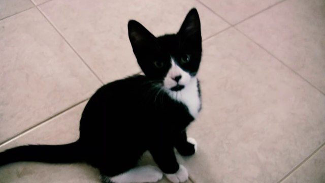 The Gratioutous Kitten Video - Kittens playing with toys, taking a bath and wrestling - Cute Cat Video - Funny Kittens