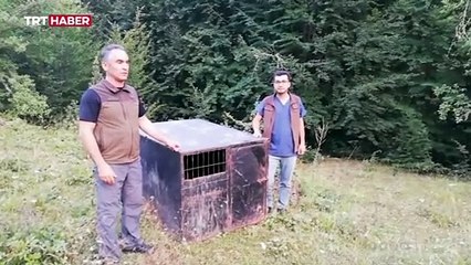 Balı fazla kaçıran 'Balkız' yuvasına döndü