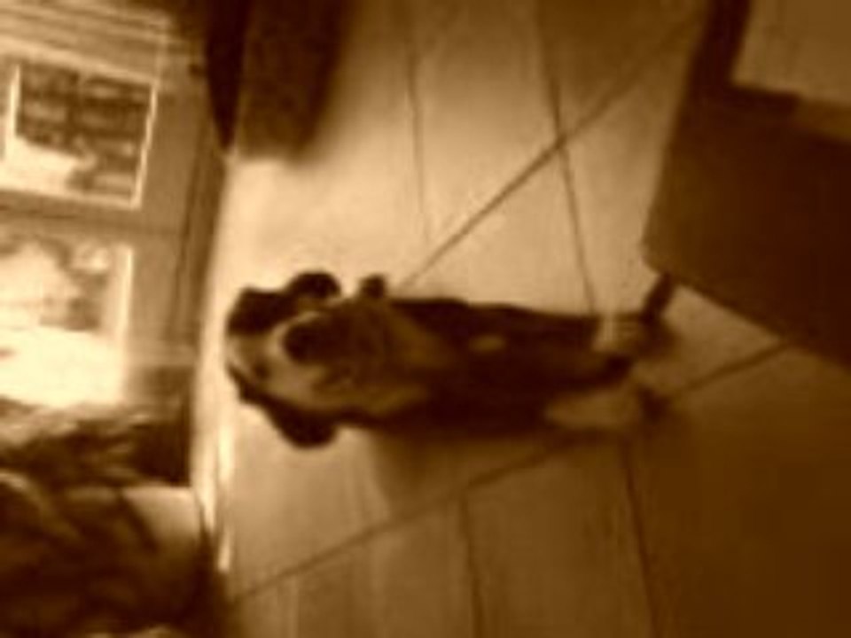 chien qui péte un cable avec le mots promené