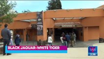 Mejora la salud de felinos rescatados del santuario Black Jaguar-White Tiger