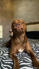 Heisenberg Pit Pulls Funny Face