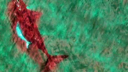 Southern right whale and white calf, 12-8-2022, Bega District News