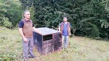 Tarım ve Orman Bakanlığı, Düzce'de balın dozunu kaçırdığı için bayılan ayıya 'Balkız' isminin verildiğini duyurdu.