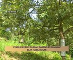 AWANI State [Kelantan]: Pemilik kebun durian pasang perangkap elak hasil rosak