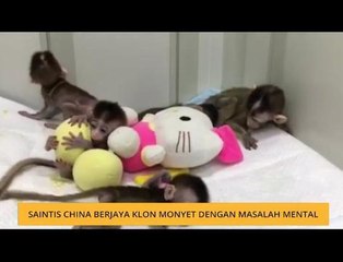 #Bualan 25 Jan: Saintis China berjaya klon monyet dengan masalah mental
