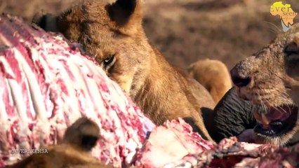 Nharu pride of LIONS feeding on a baby elephant - Archive footage