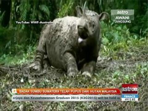 Badak sumbu Sumatera telah pupus dari hutan Malaysia