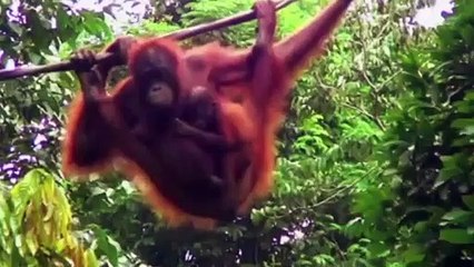 TOP Animales Mas Inteligentes Del Planeta