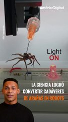 Cadáveres de #arañas son convertidos en pequeños #robots
