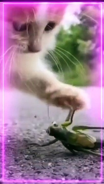 Cute Funny Animals Video