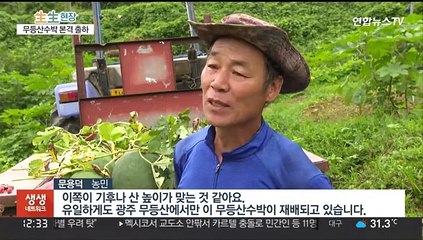 '명품 대접' 광주 무등산수박…입추 지나 본격 출하