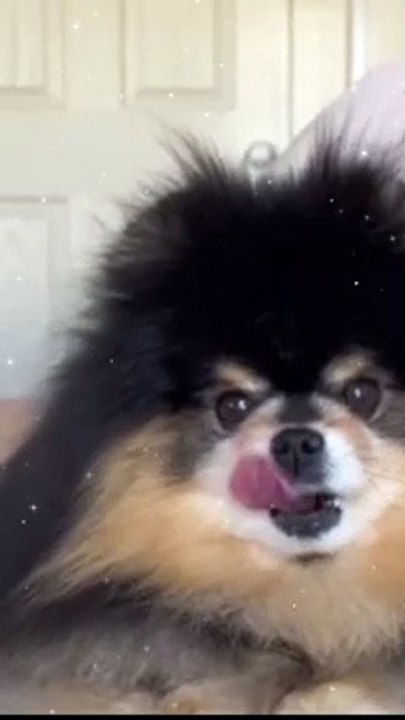 Cutes Baby  Dogs