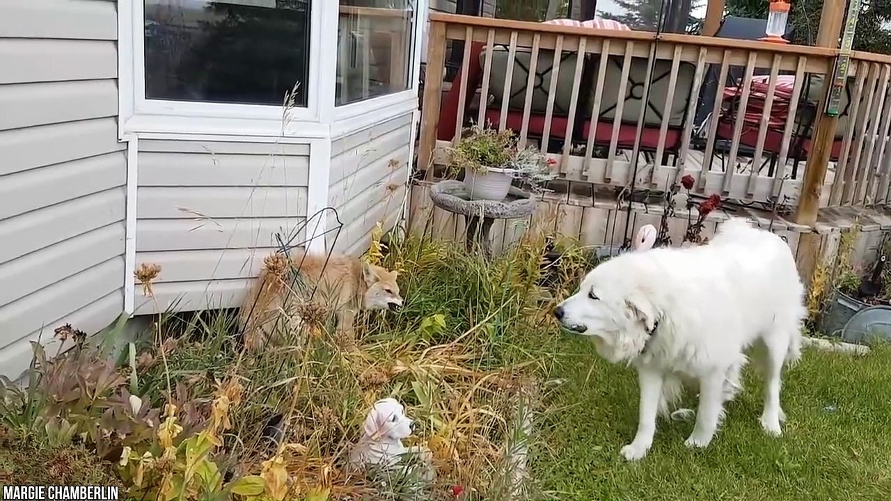15 Dogs That Will Stand by Your Side (No Matter What)