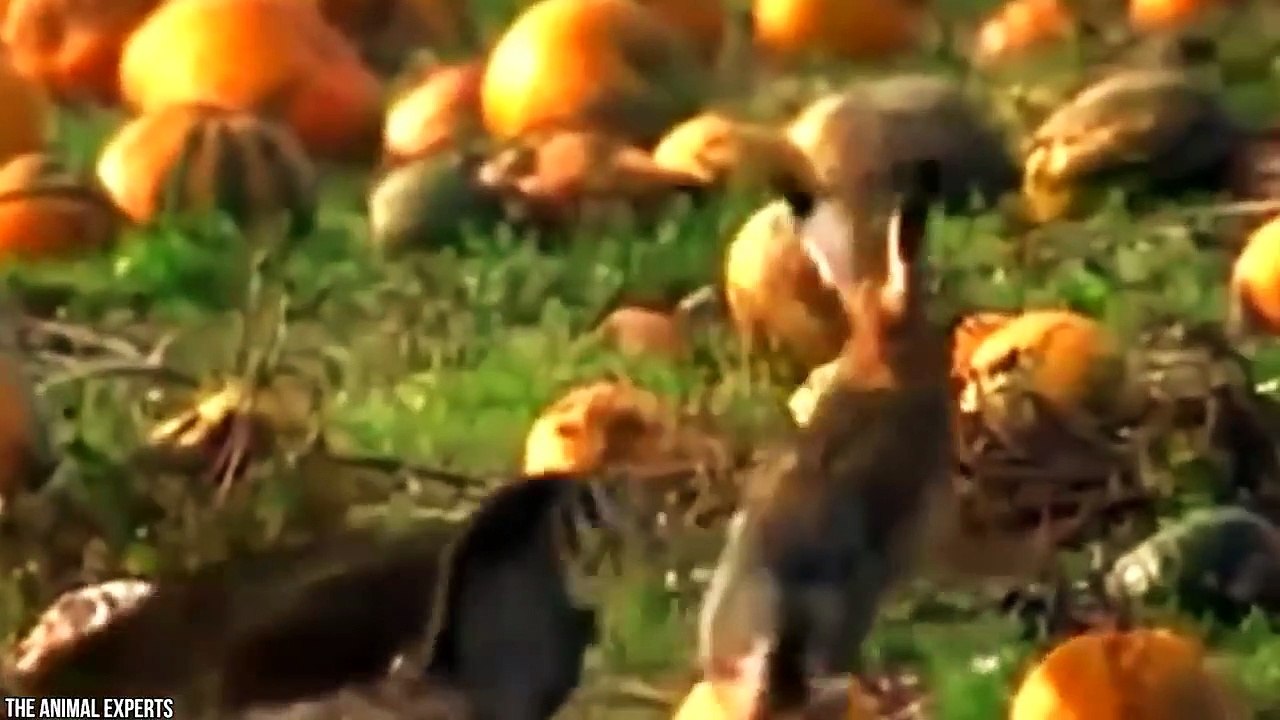 15 Best Eagle Attacks Caught on Camera Part 2