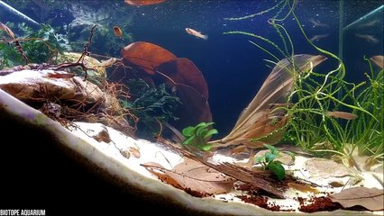 15 Badass Ocean Creatures That Eat Land Animals