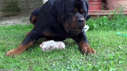 15 Most Muscular Dog Breeds In The World