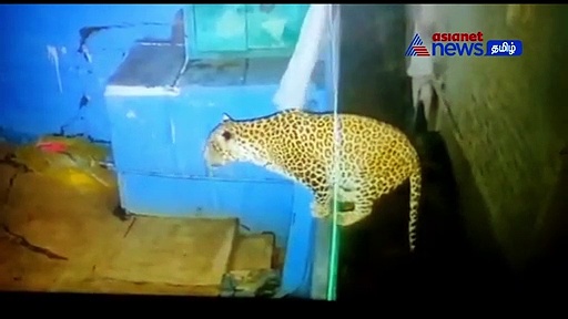 Watch : குன்னூரில் சுவரை தாண்டி வீட்டிற்குள் குதித்த சிறுத்தை! - மக்கள் பீதி!