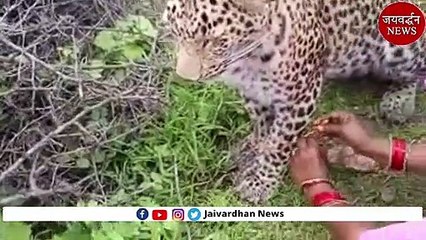 जंगल में पैंथर के बांधी राखी | Jaivardhan News | Penthar ke rakhi | पैंथर के साथ ग्रामीणों का खेल