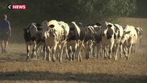 Sècheresse : Ces éleveurs obligés de vendre leur bétail