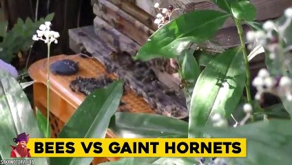 15 Aggressive Animal That Hates Each Other (2)