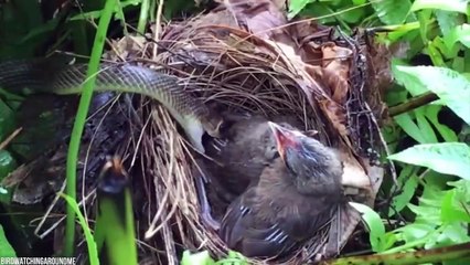 15 Animal Moms Saving Their Babies Caught On Camera #2