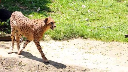 15 Times A Prey Fights Back And Defeats A Predator