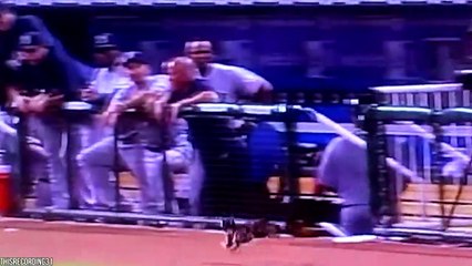 15 Epic Moments With Animals In Sports