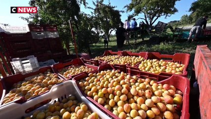 Récolte anticipée pour la mirabelle