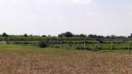 रणथम्भौर से इलाके की तलाश में निकले दो बाघ