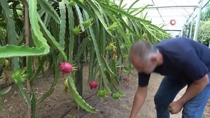 Son dakika haberi... "Batarsın" diyenleri dinlemedi şimdi servet kazanıyor