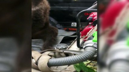'Balkız' doğaya bırakıldı